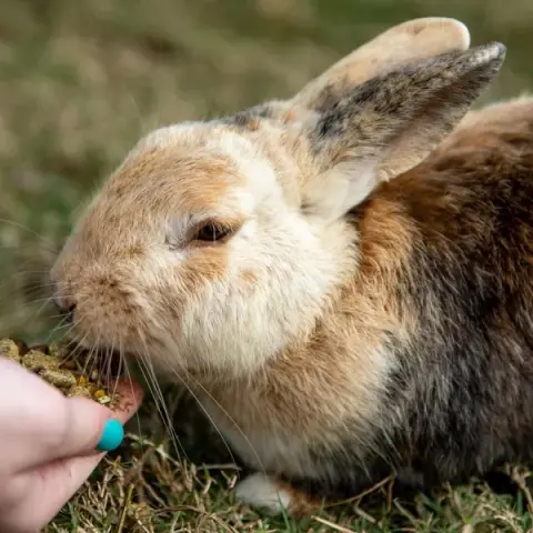 Petting Zoo Rentals